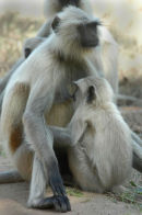 Hanuman Langur.